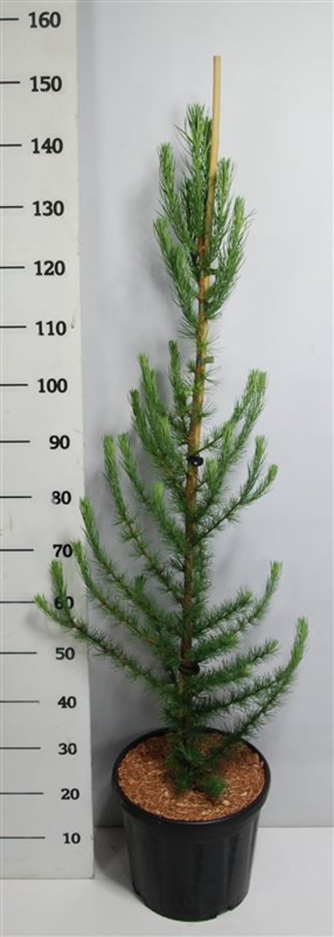 Larix kaempf. 'Jakobsen's Pyramid' - C12 100-125 CM